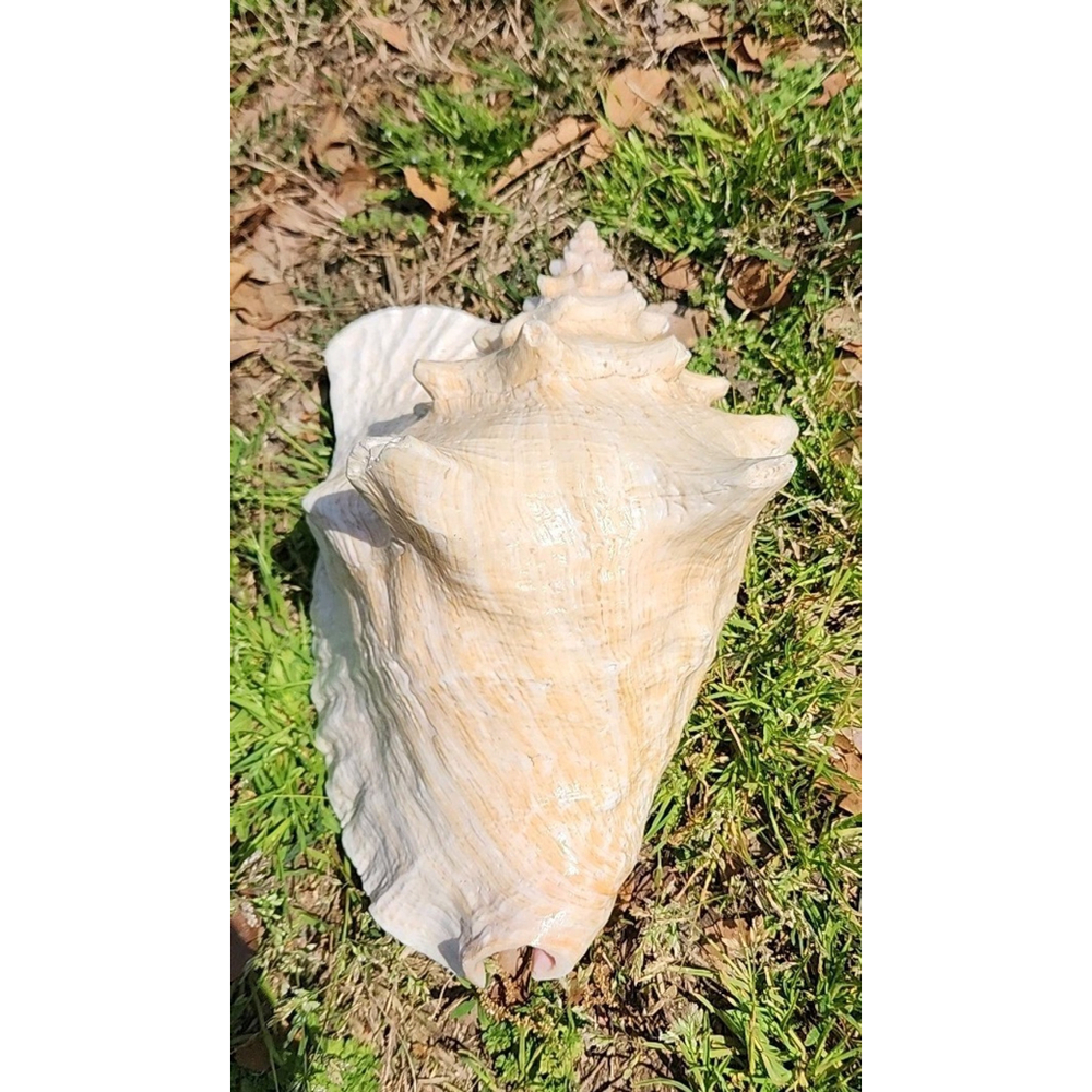 Vintage Queen Stromb Conch Shell Nautical Art Pink Natural - Picture 2 of 12